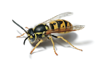 yellow jacket